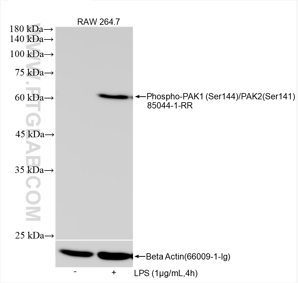 WB analysis using 85044-1-RR (same clone as 85044-1-PBS)