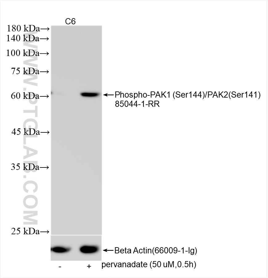 WB analysis using 85044-1-RR (same clone as 85044-1-PBS)