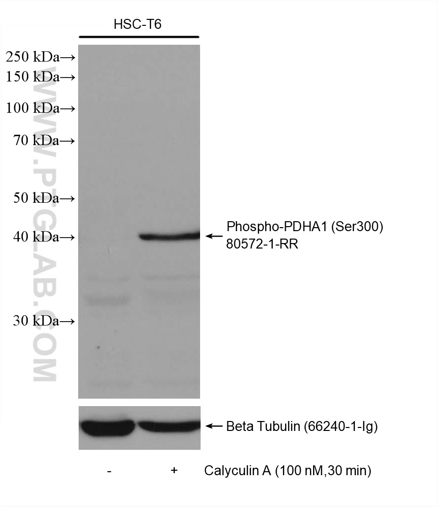 WB analysis of HSC-T6 using 80572-1-RR (same clone as 80572-1-PBS)