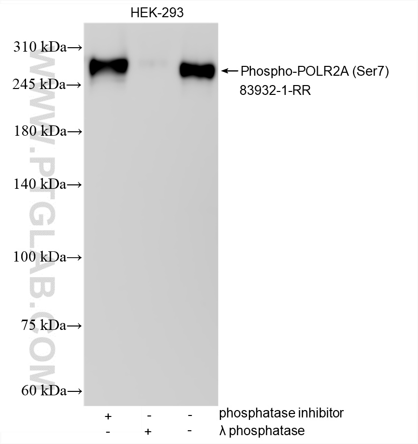 WB analysis using 83932-1-RR