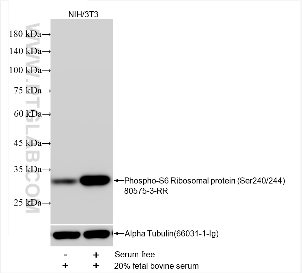 WB analysis of NIH/3T3 using 80575-3-RR