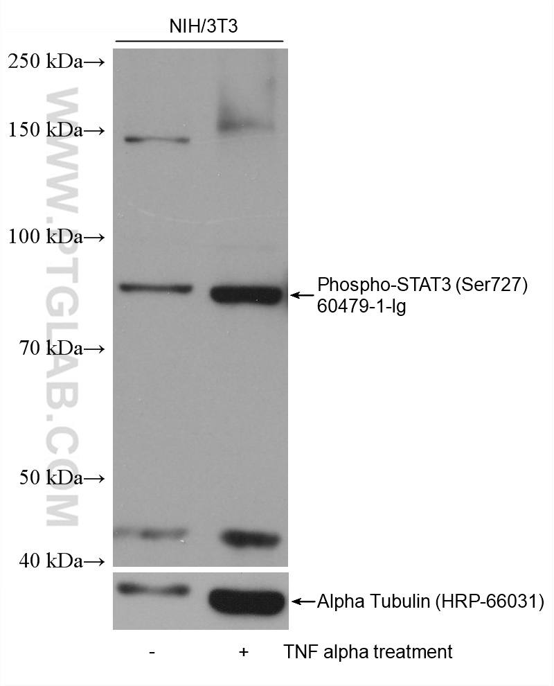 WB analysis using 60479-1-Ig (same clone as 60479-1-PBS)