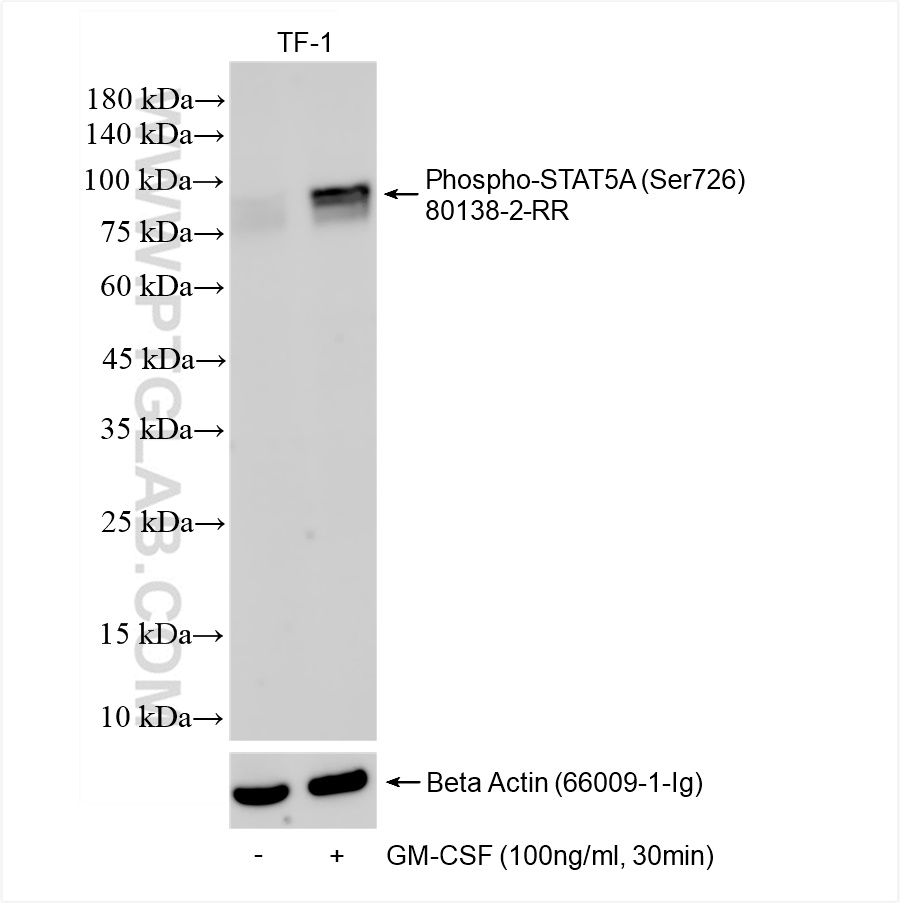 WB analysis using 80138-2-RR