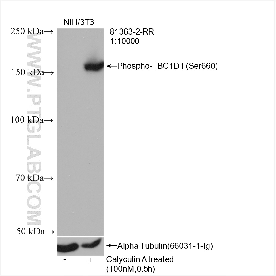 WB analysis of NIH/3T3 using 81363-2-RR (same clone as 81363-2-PBS)
