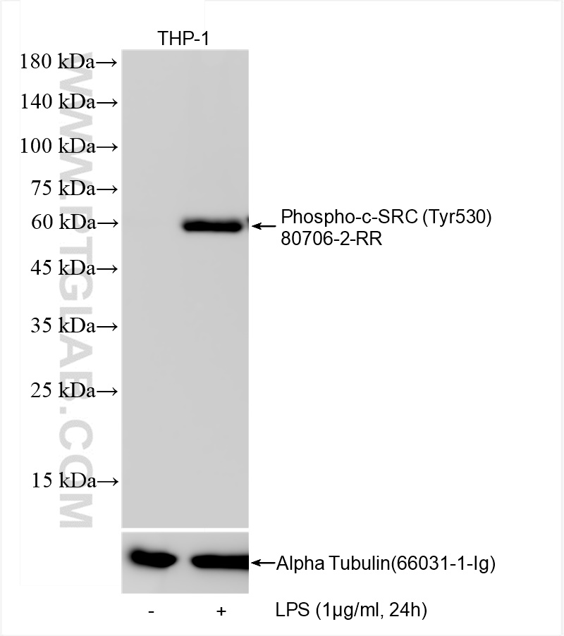 Phospho-c-SRC (Tyr530)