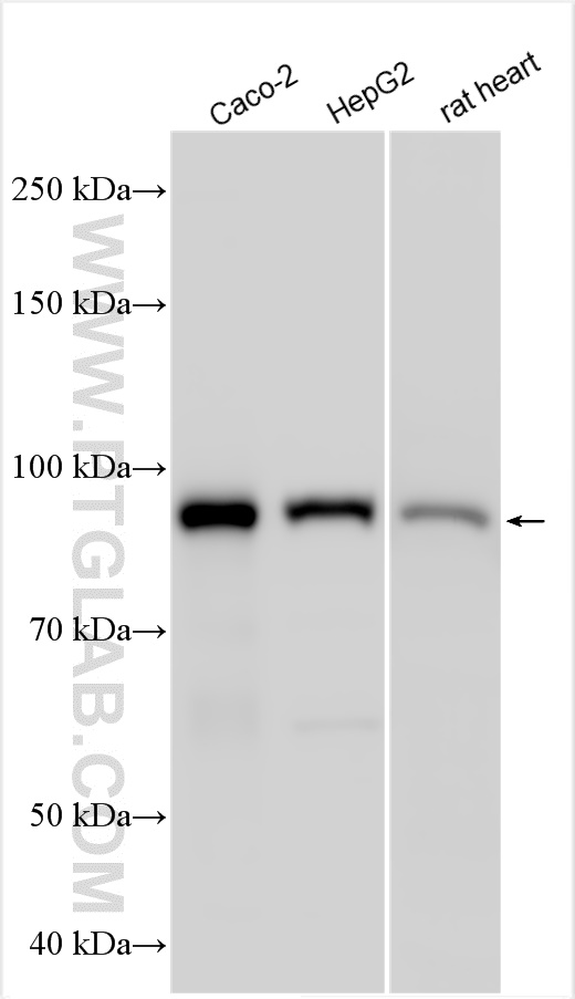 WB analysis using 26479-1-AP