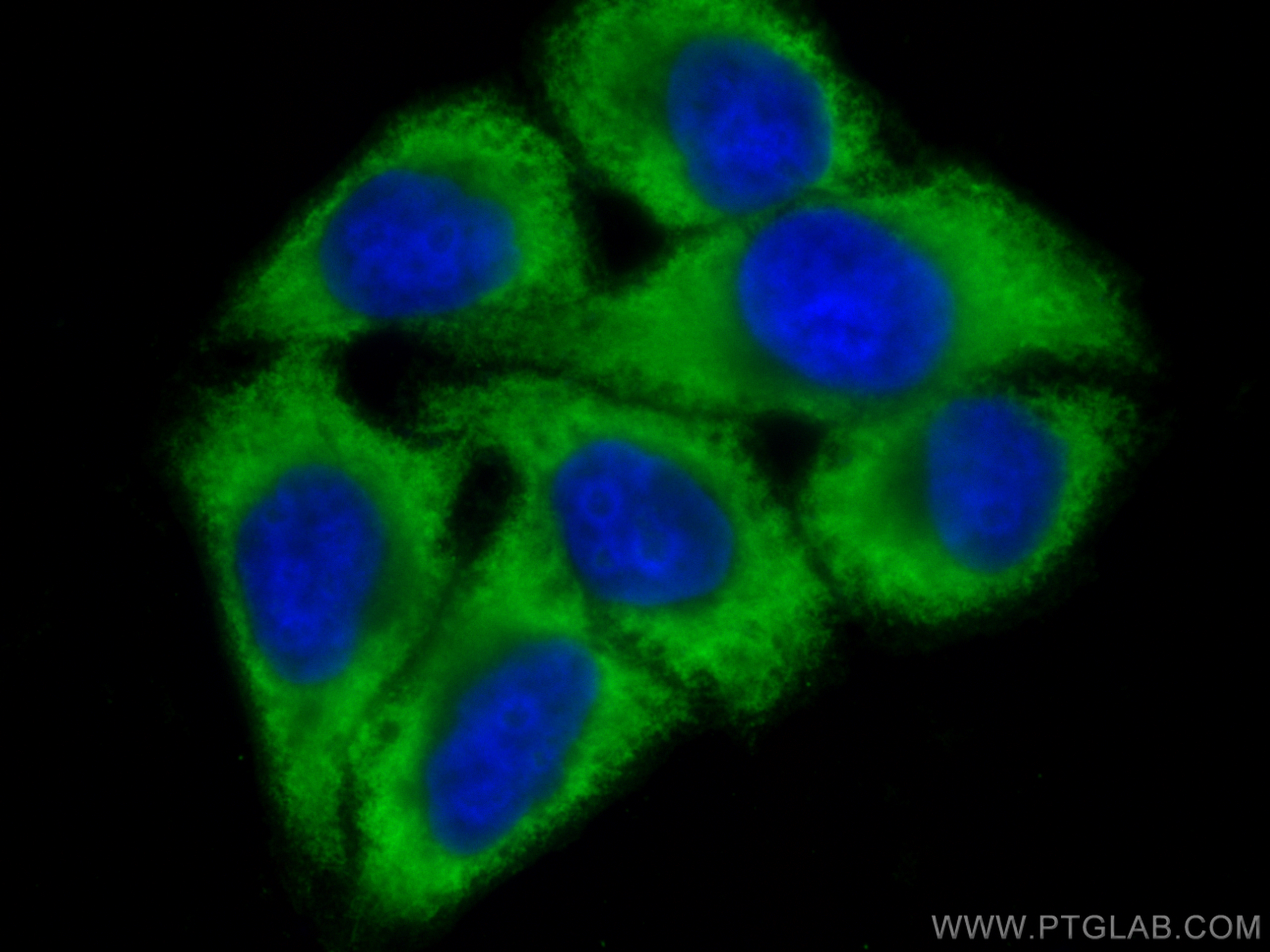 IF Staining of HepG2 using CL488-66399