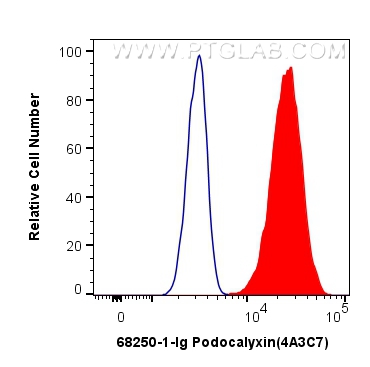 Podocalyxin