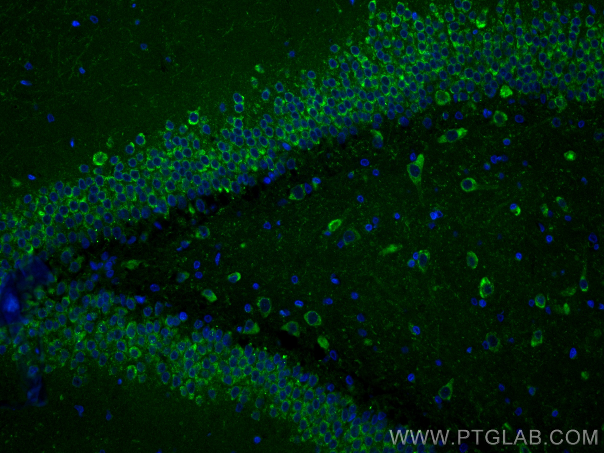 IF Staining of rat brain using 83618-3-RR