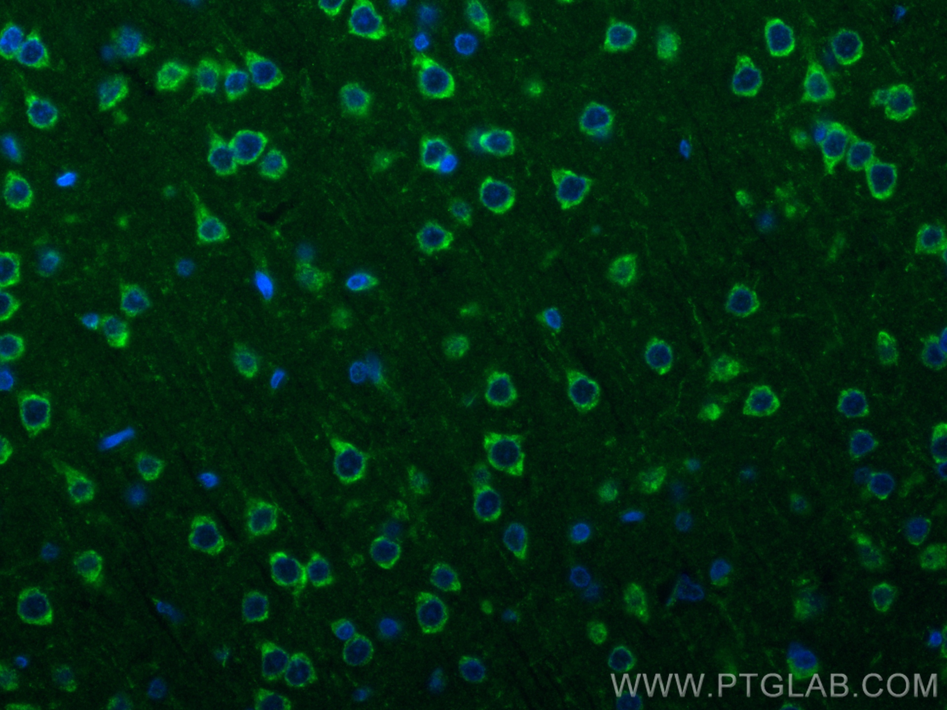 IF Staining of rat brain using 83618-3-RR