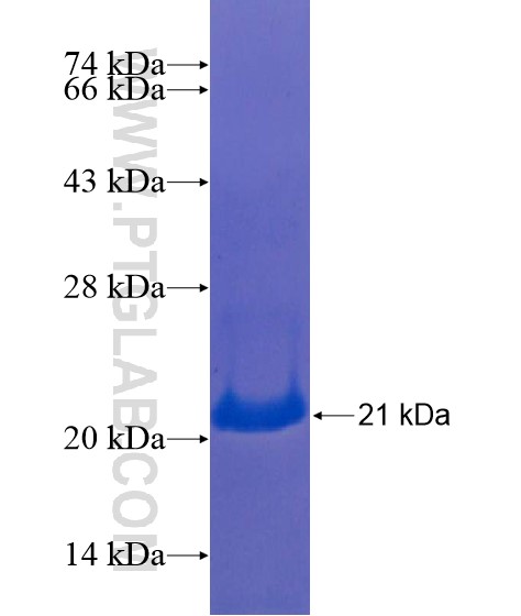 Protein A fusion protein Ag21771 SDS-PAGE