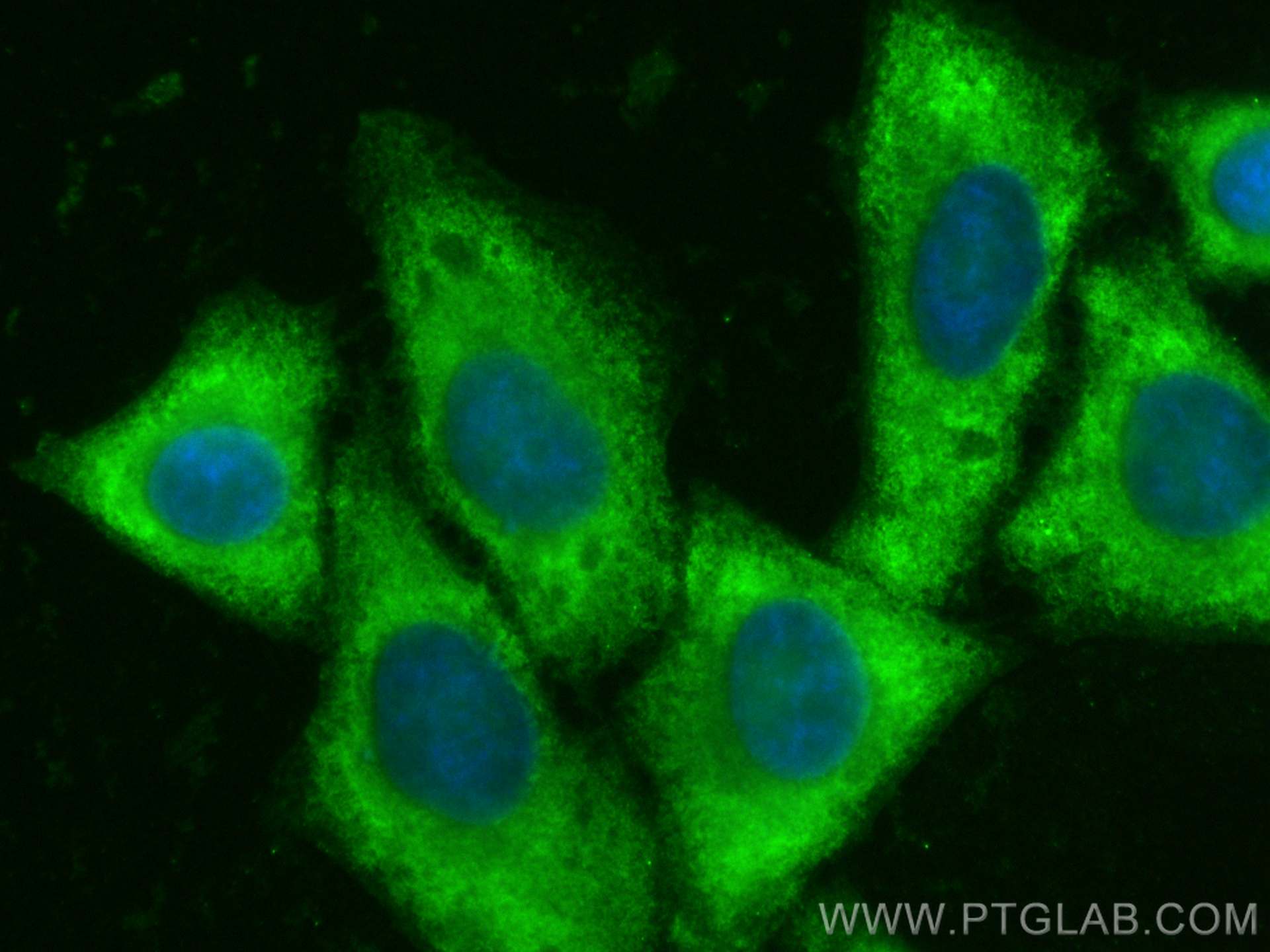 IF Staining of HepG2 using CL488-25174