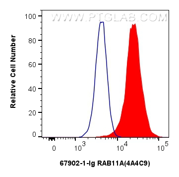 FC experiment of HeLa using 67902-1-Ig