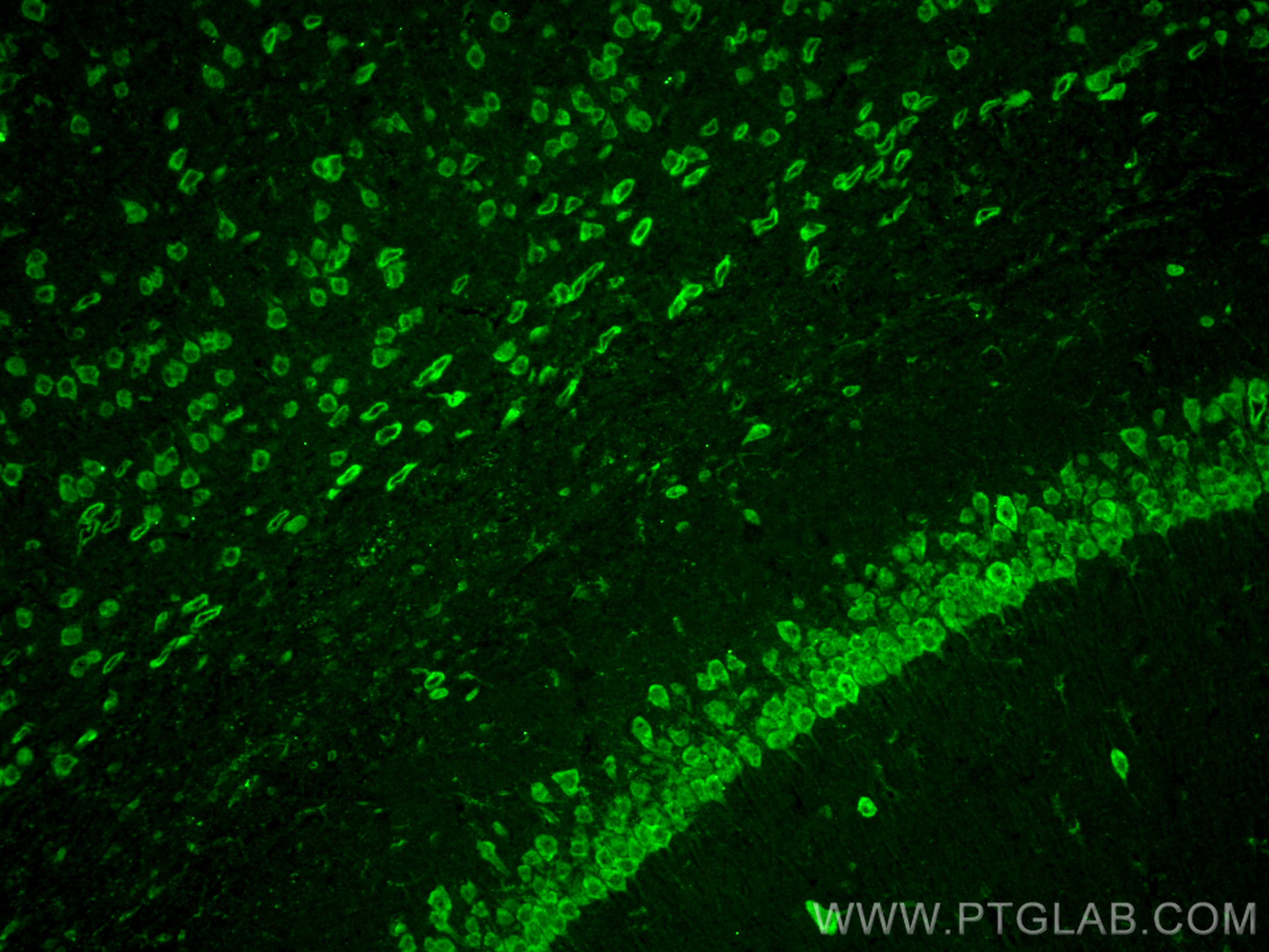 IF Staining of mouse brain using 20229-1-AP