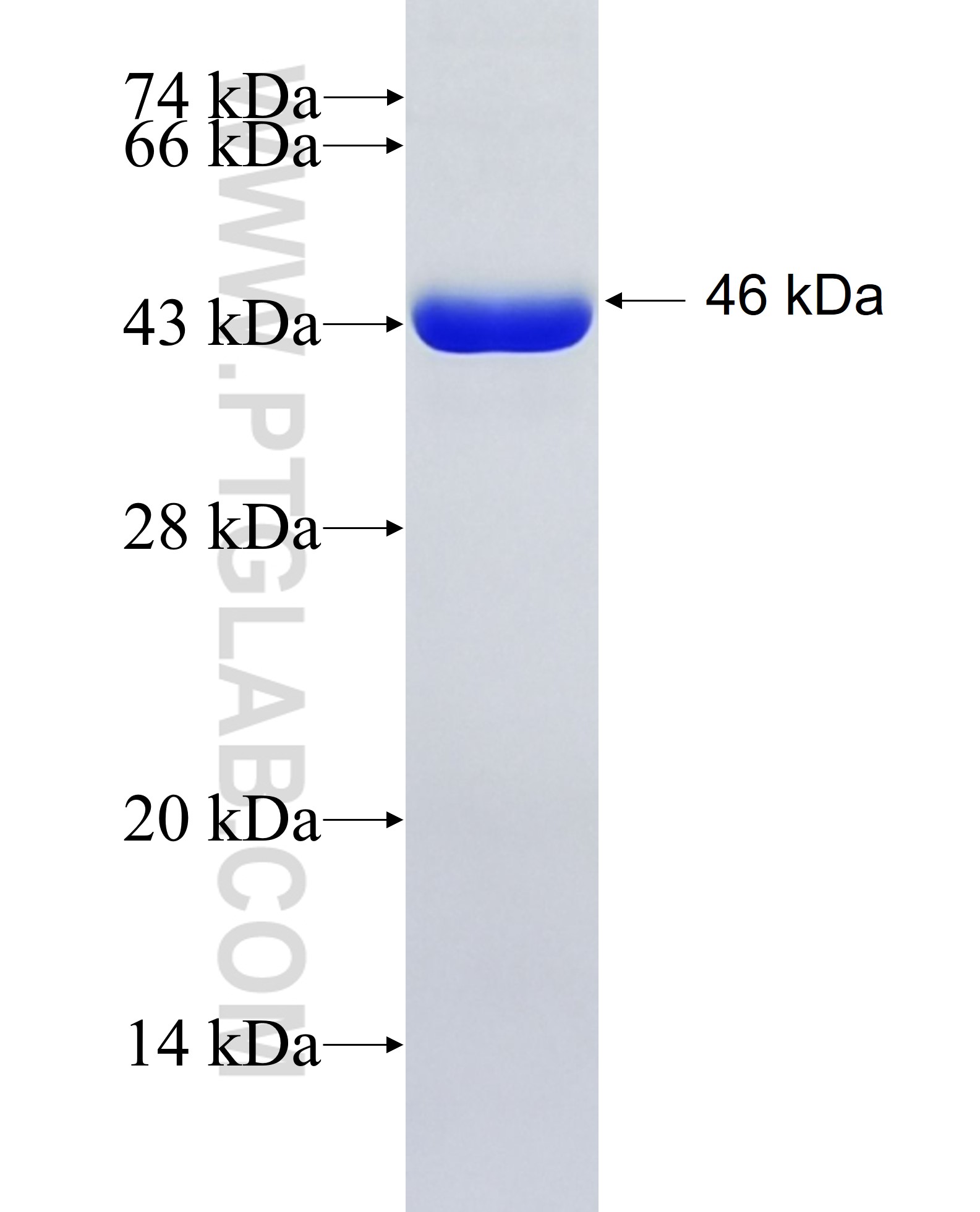 RAB11FIP1 fusion protein Ag10309 SDS-PAGE