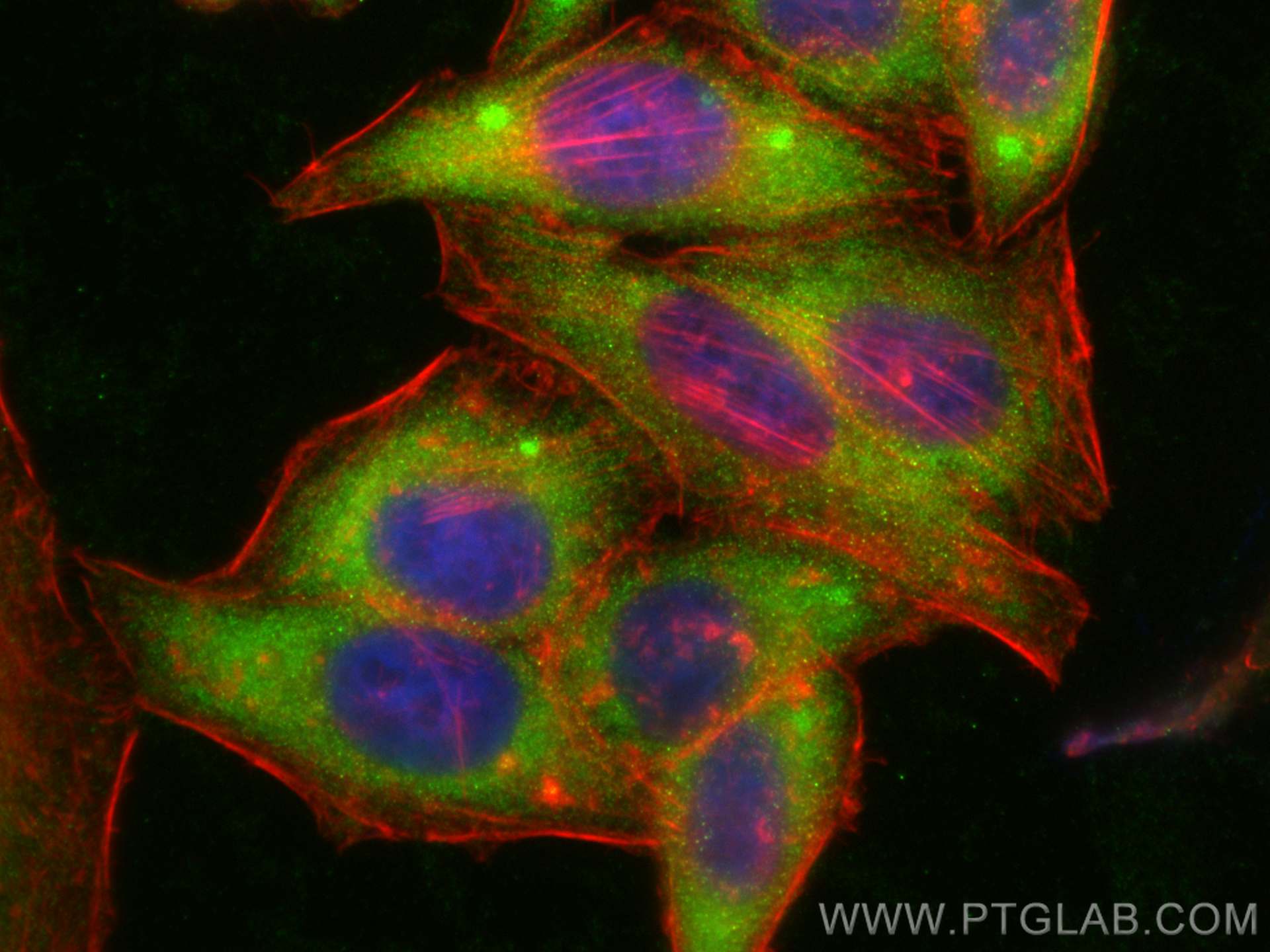 IF Staining of HepG2 using 18136-1-AP