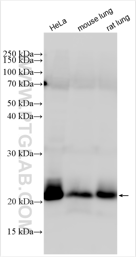 WB analysis using 11718-1-AP