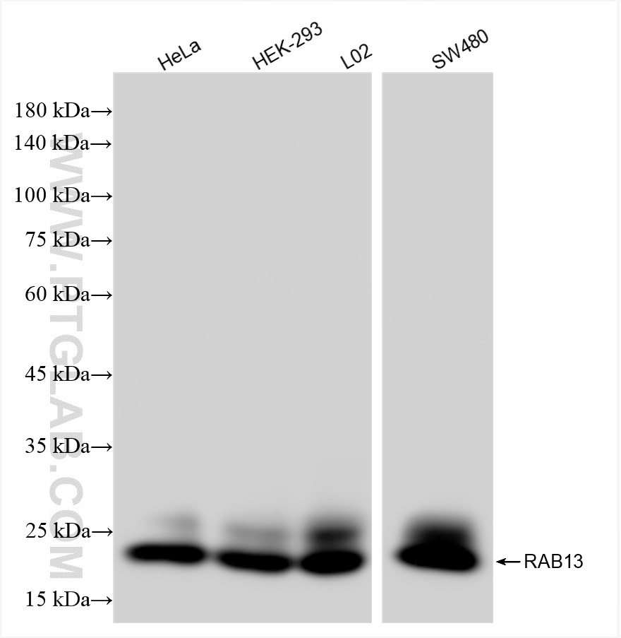 WB analysis using 83336-2-RR (same clone as 83336-2-PBS)