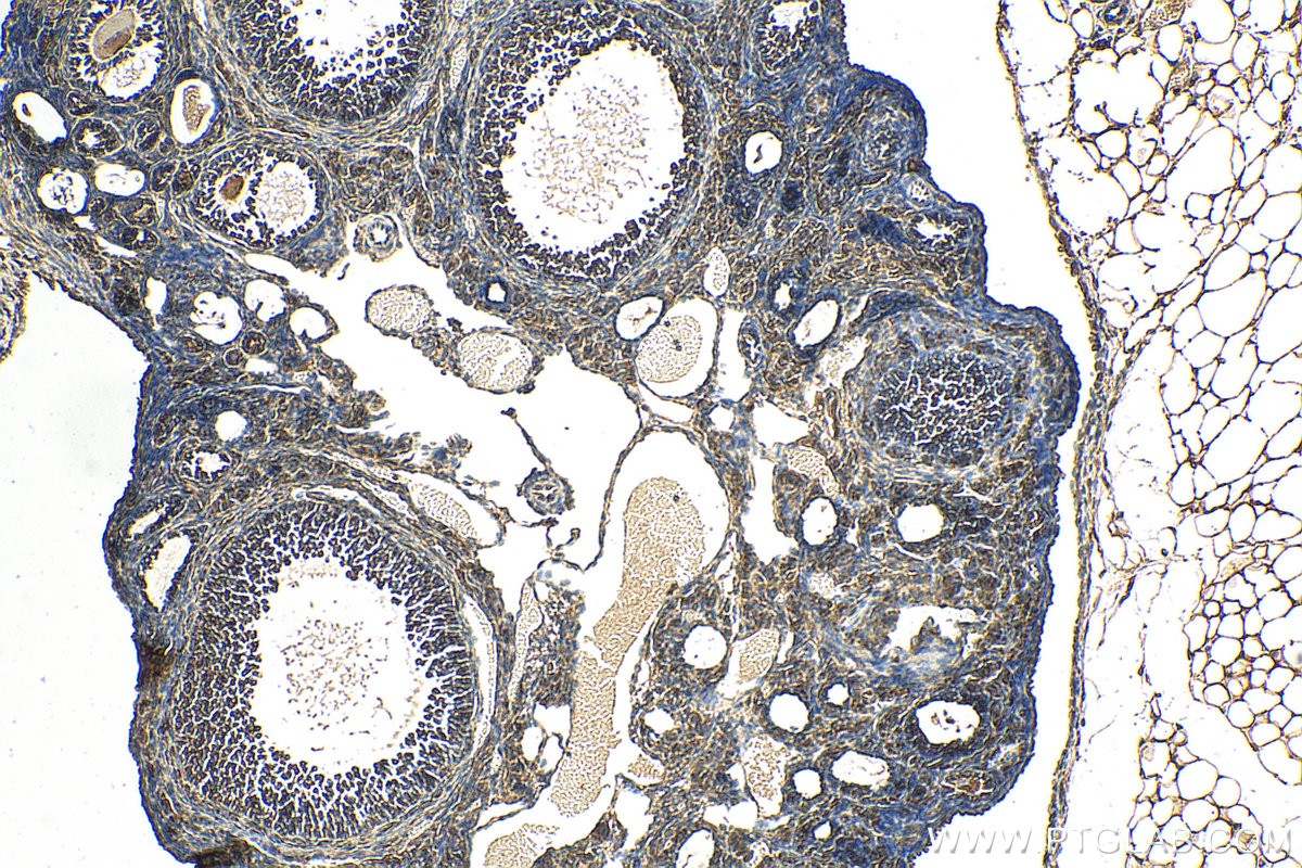 IHC staining of mouse ovary using 67953-1-Ig (same clone as 67953-1-PBS)