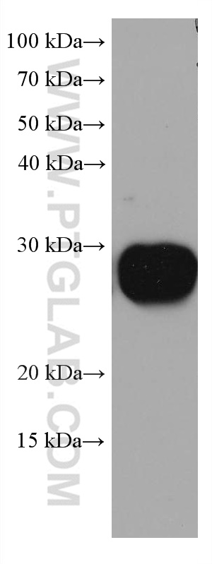 WB analysis of pig brain using 67953-1-Ig (same clone as 67953-1-PBS)