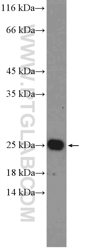 WB analysis of HT-29 using 13189-1-AP