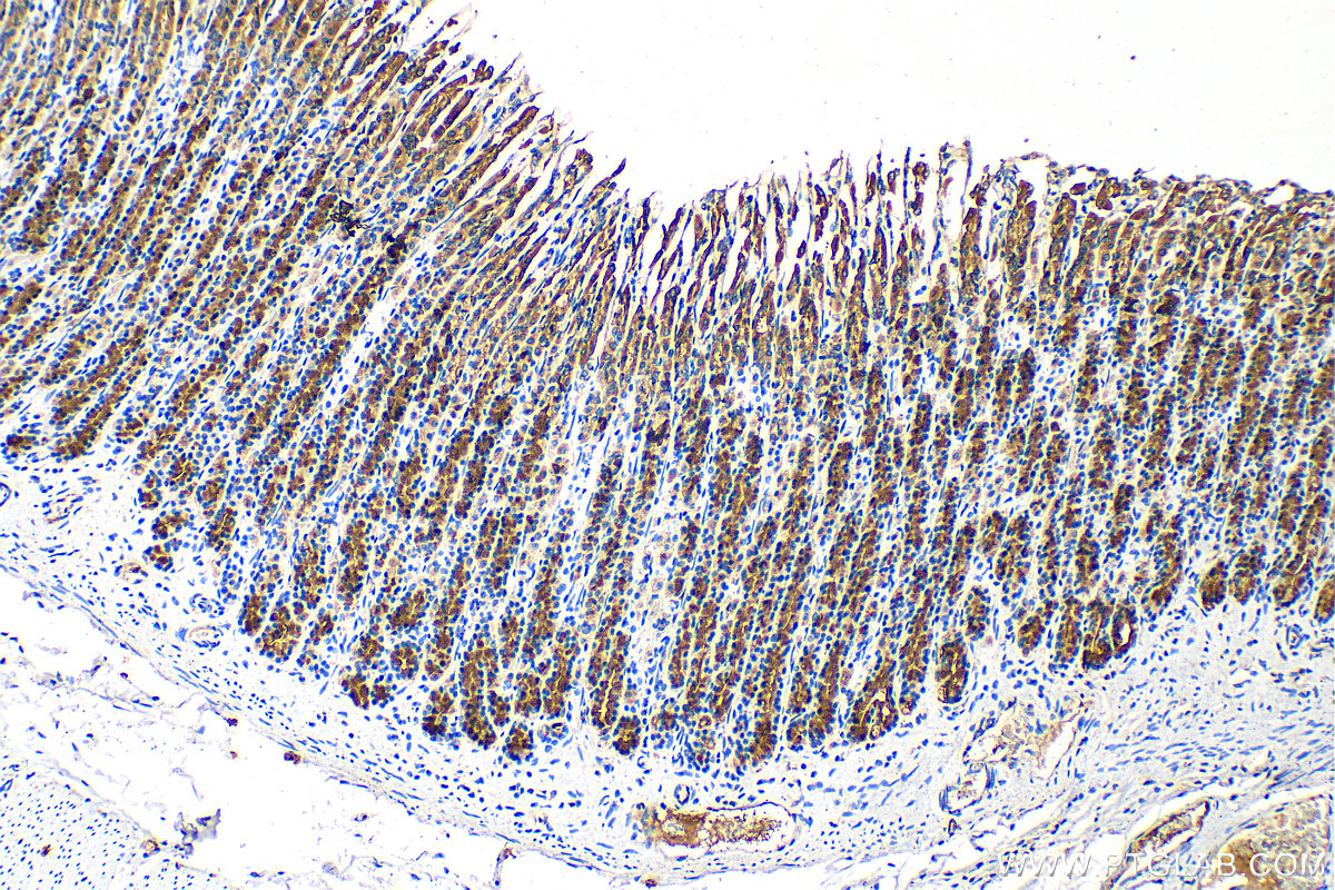 IHC staining of rat stomach using 13412-1-AP