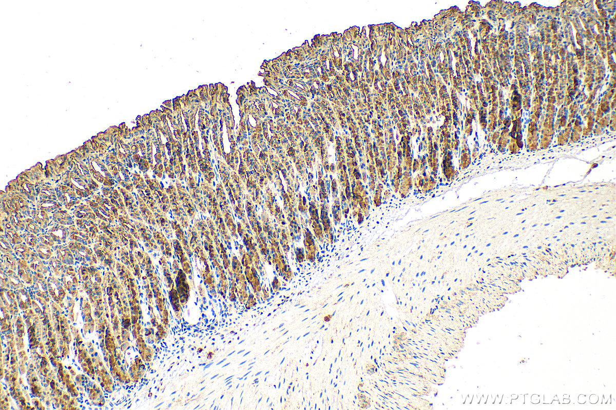 IHC staining of mouse stomach using 13412-1-AP