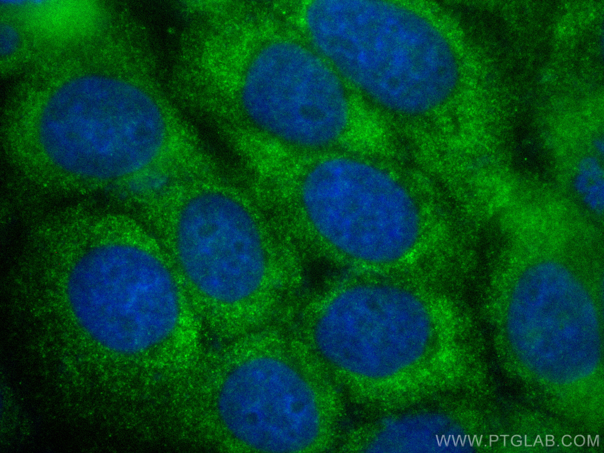 IF Staining of A431 using CL488-66944