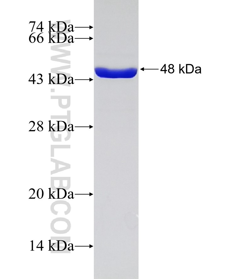 RAB31 fusion protein Ag7833 SDS-PAGE