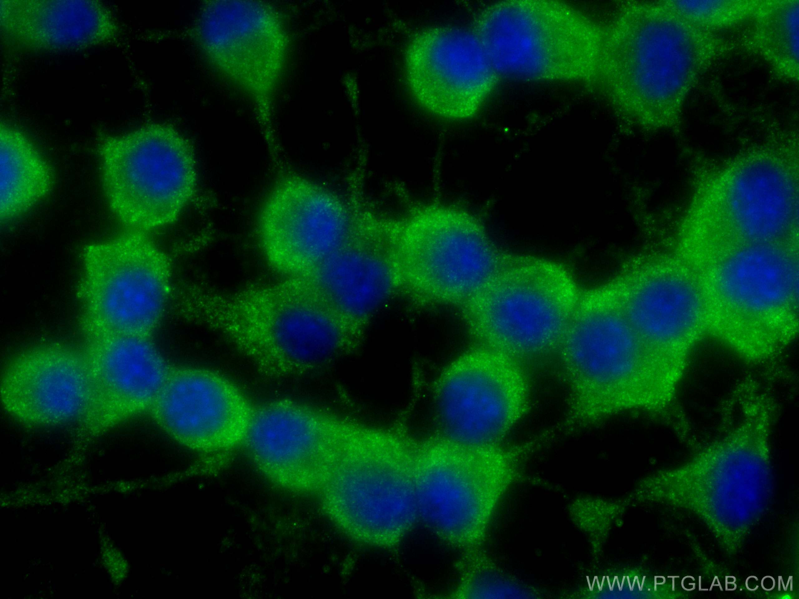 IF Staining of Neuro-2a using 68389-1-Ig (same clone as 68389-1-PBS)