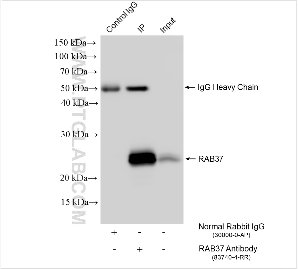 IP experiment of mouse brain using 83740-4-RR (same clone as 83740-4-PBS)