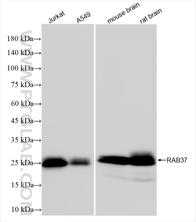 WB analysis using 83740-4-RR