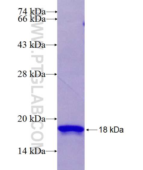 RAB37 fusion protein Ag26960 SDS-PAGE