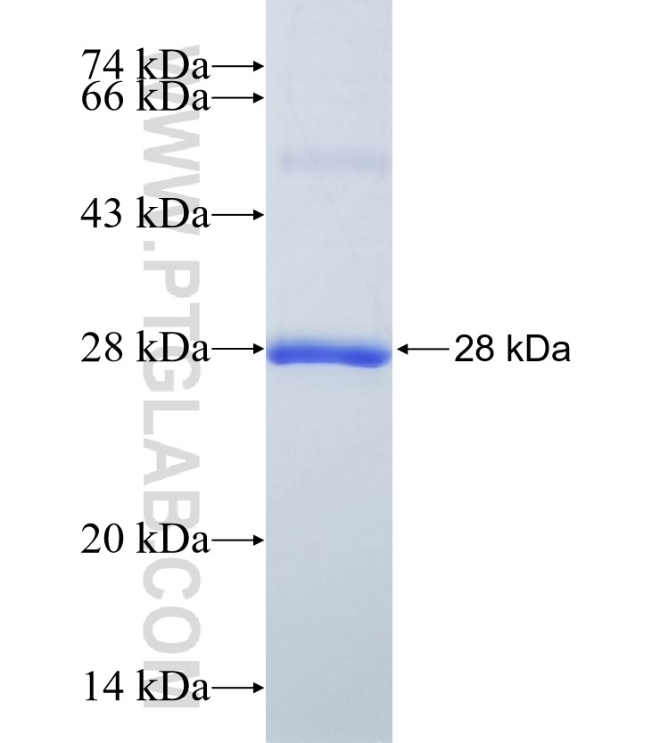 RAB37 fusion protein Ag14655 SDS-PAGE