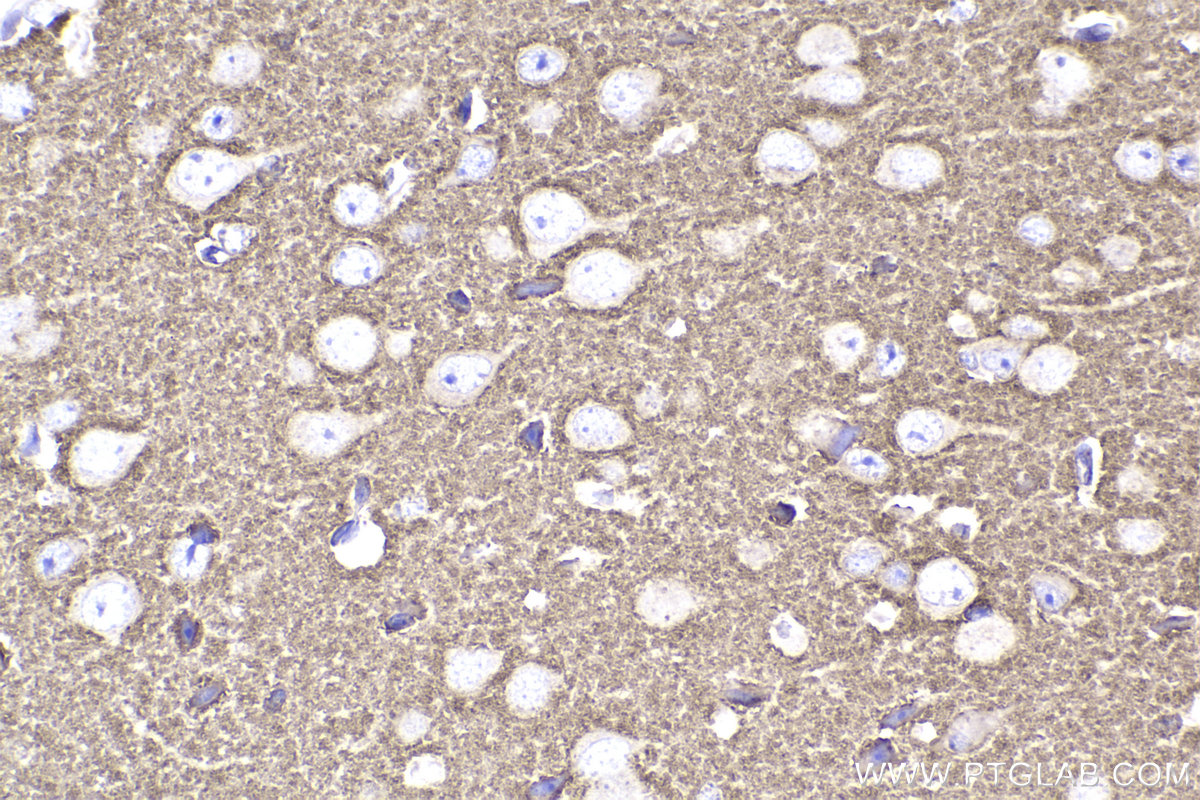 IHC staining of mouse brain using 68052-1-Ig (same clone as 68052-1-PBS)