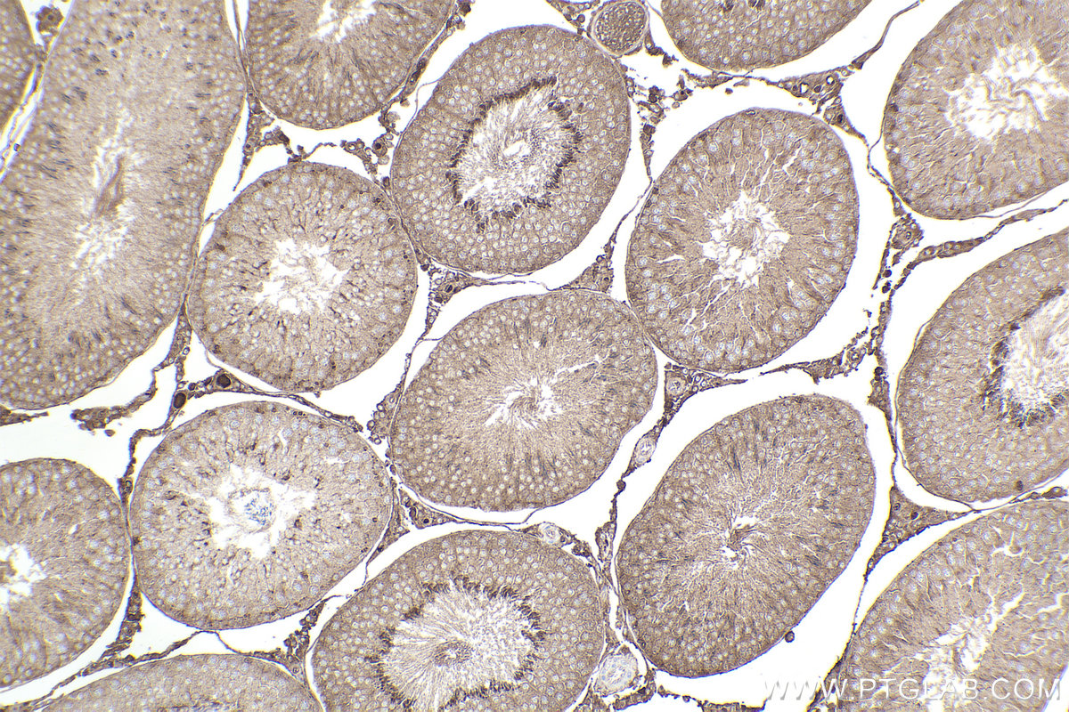 IHC staining of rat testis using 68052-1-Ig (same clone as 68052-1-PBS)