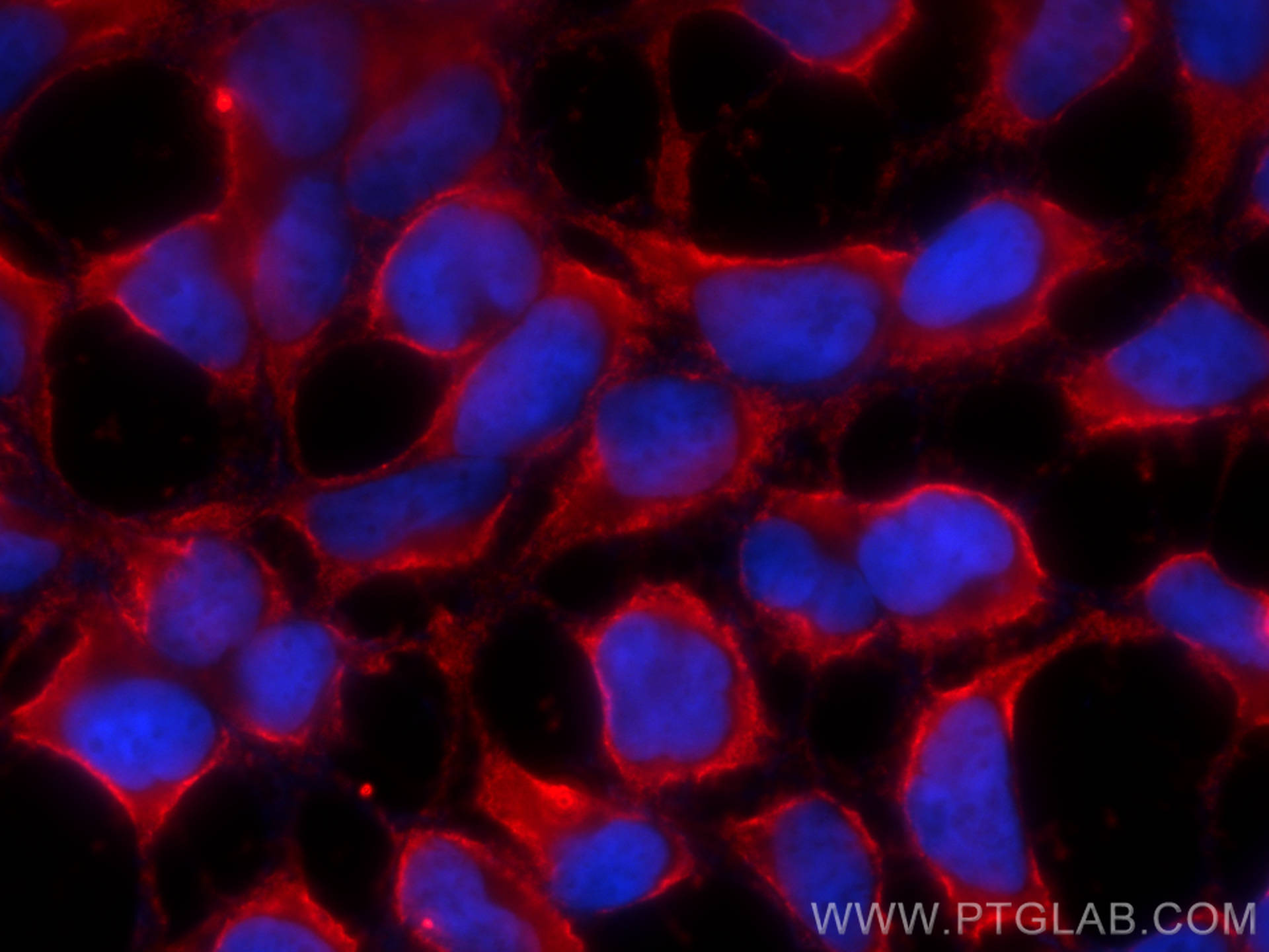 IF Staining of HEK-293 using CL594-66688