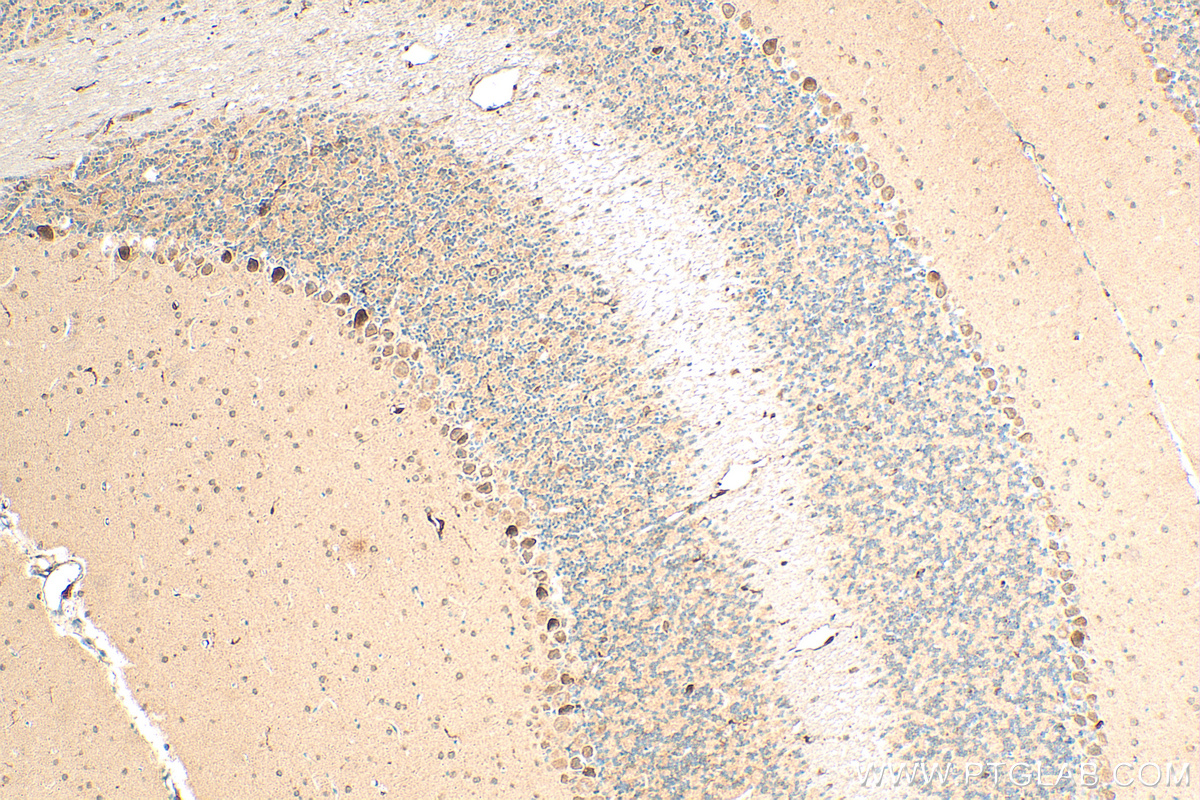 IHC staining of mouse cerebellum using 17827-1-AP