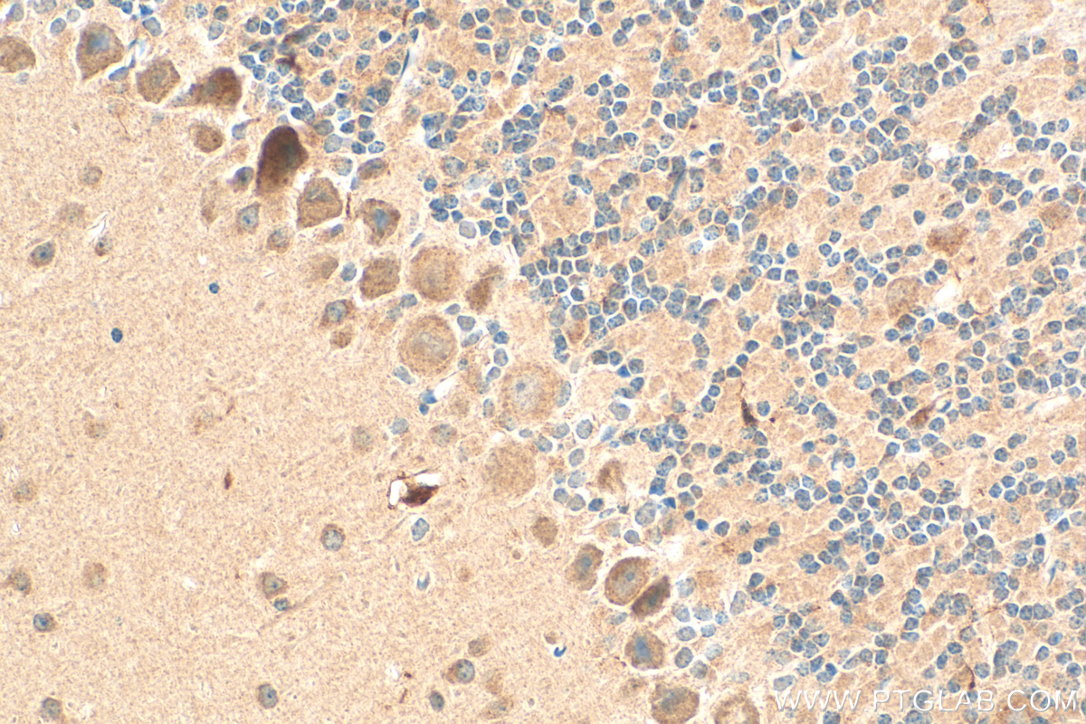 IHC staining of mouse cerebellum using 17827-1-AP