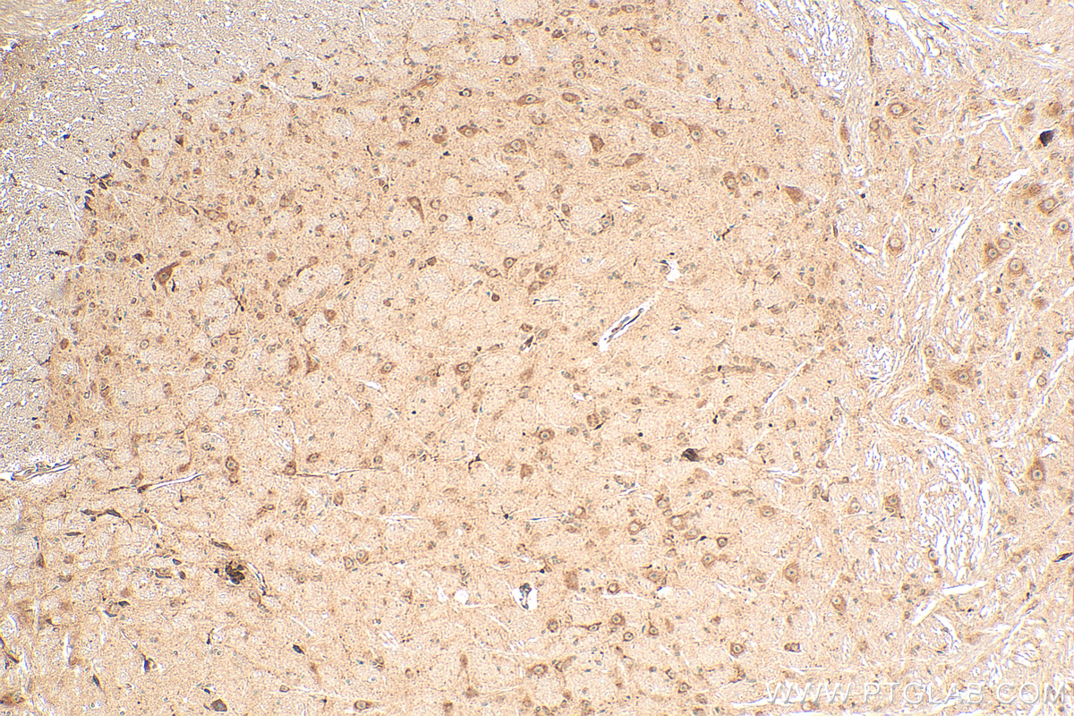 IHC staining of mouse cerebellum using 17827-1-AP