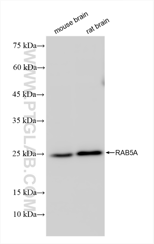 WB analysis using 83949-4-RR