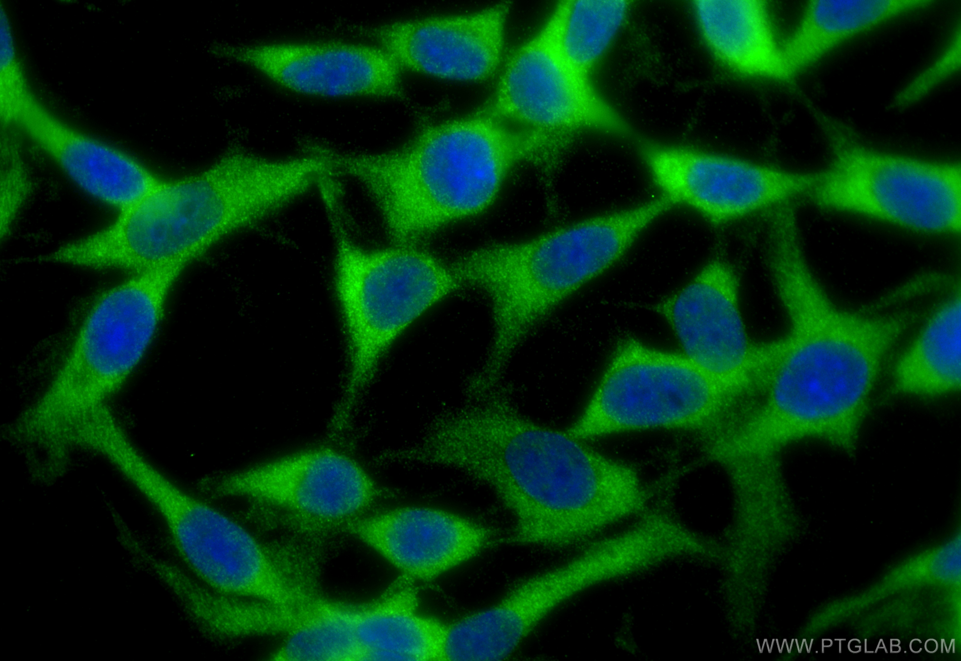 IF Staining of C6 using 10340-1-AP