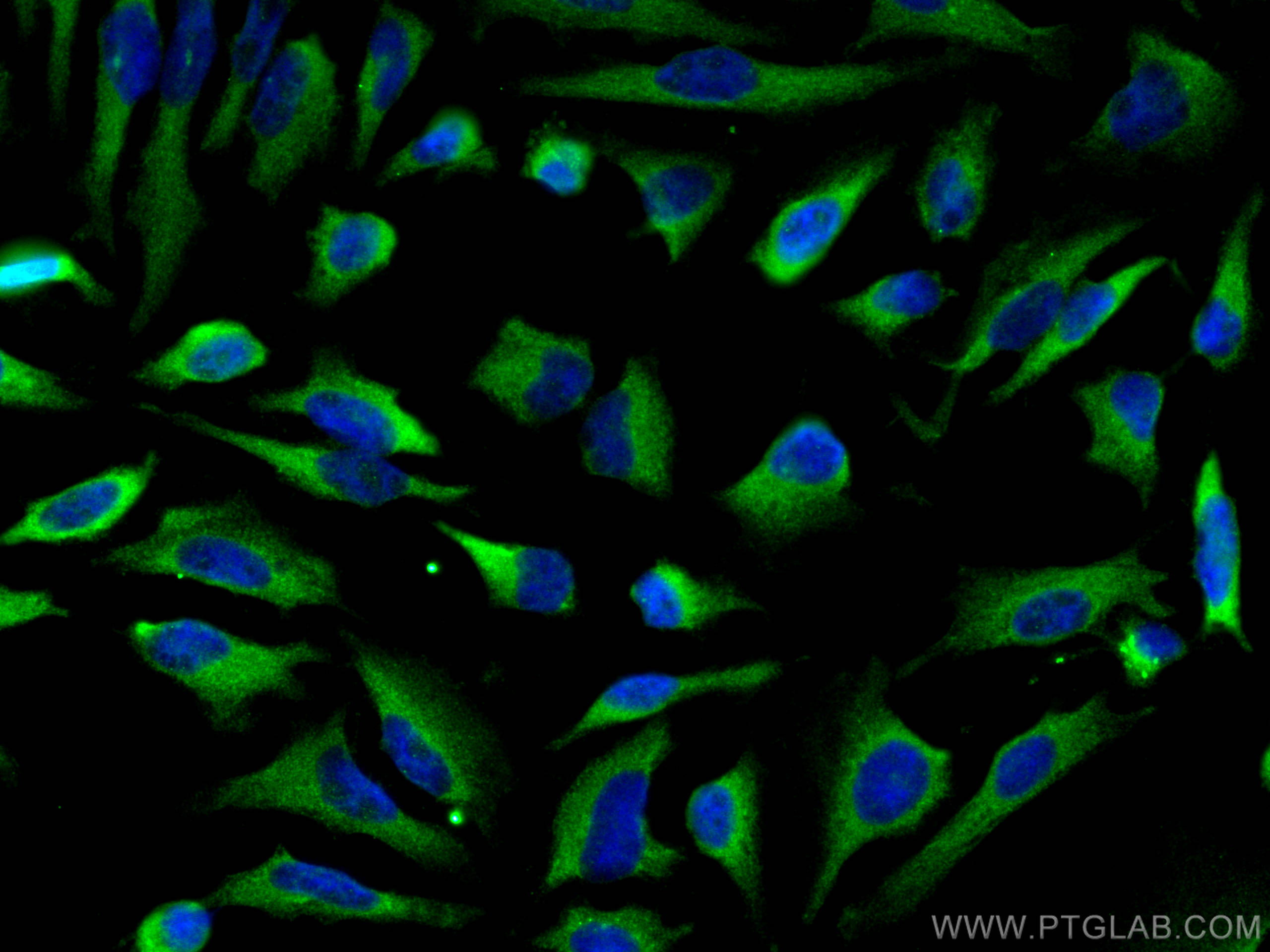 IF Staining of HeLa using 55469-1-AP