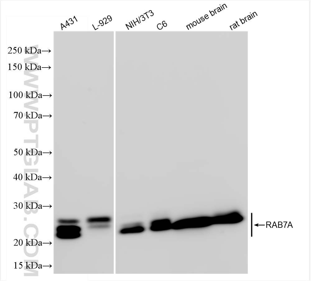 WB analysis using 84741-1-RR