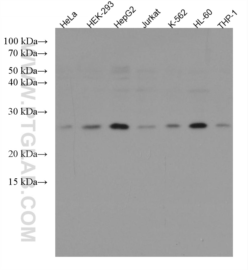 WB analysis using 67536-1-Ig