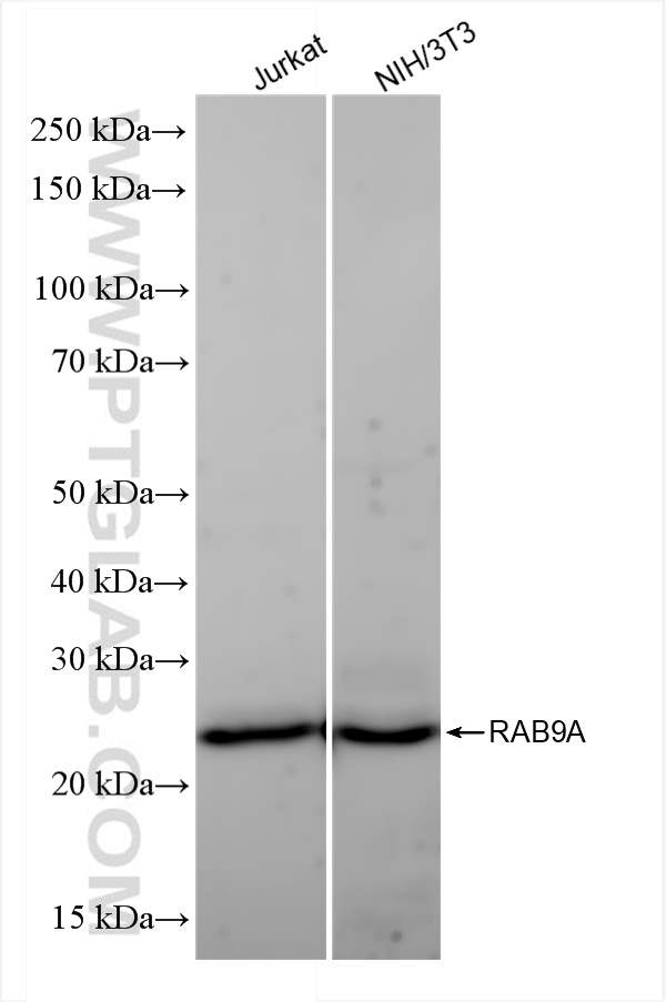 WB analysis using 84129-5-RR