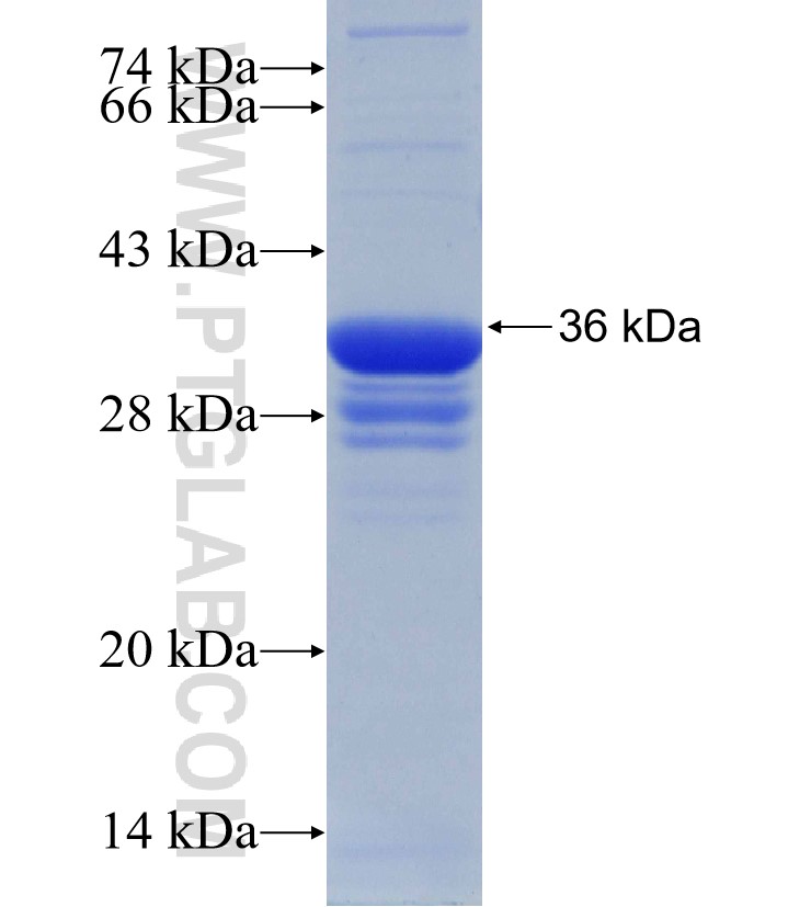 RABIF fusion protein Ag30761 SDS-PAGE