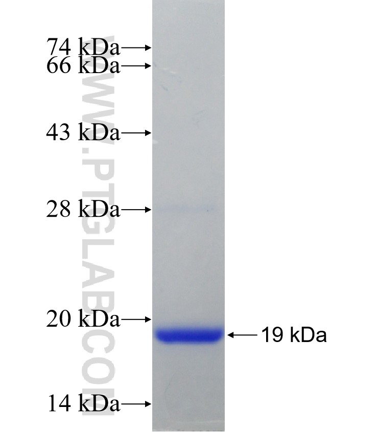 RABIF fusion protein Ag30778 SDS-PAGE