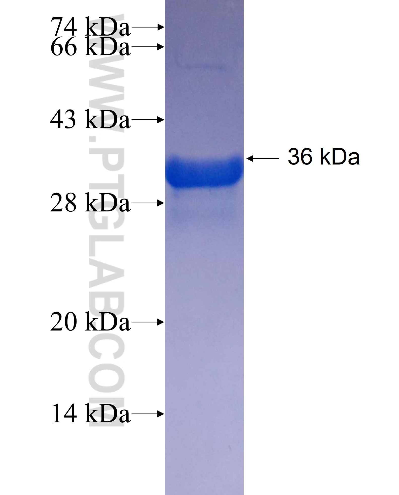 RABL5 fusion protein Ag25292 SDS-PAGE