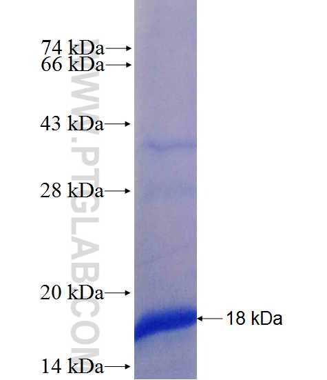 RABL5 fusion protein Ag26078 SDS-PAGE